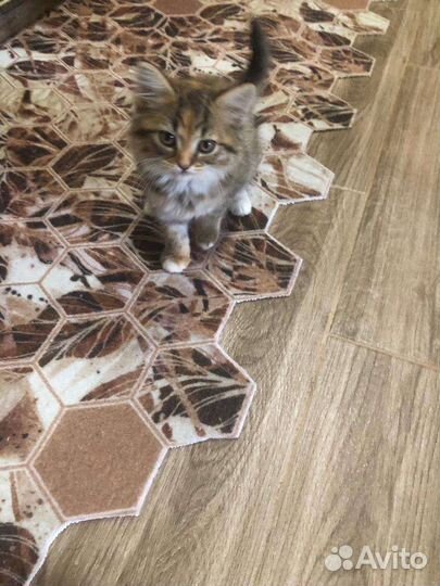 Кошки