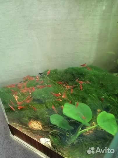 Продам креветок