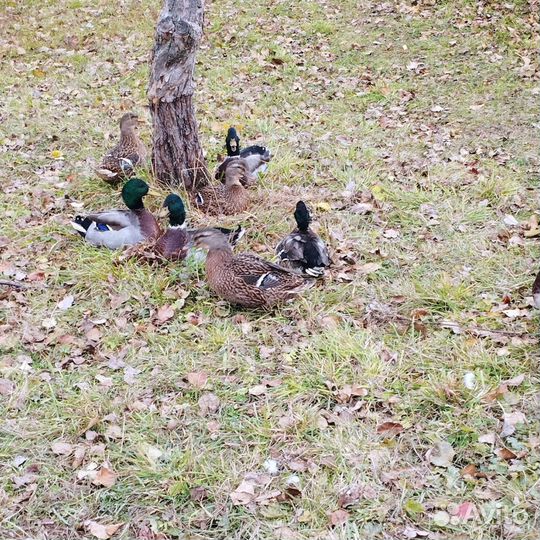 Дикие подсадные утки