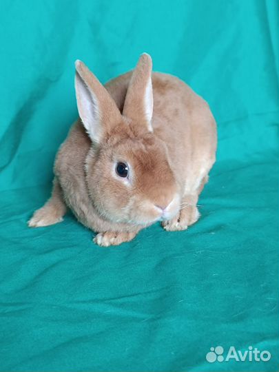 Карликовый рекс, самец