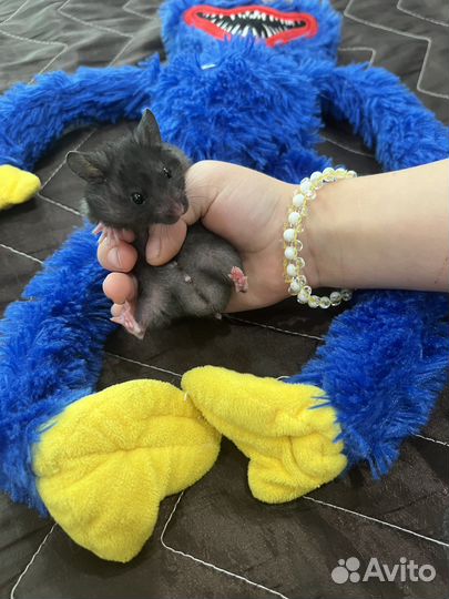 Сирийский хомяк