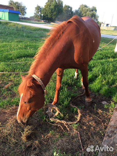 Продам лошадь