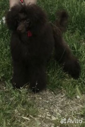 Той пудель мальчик