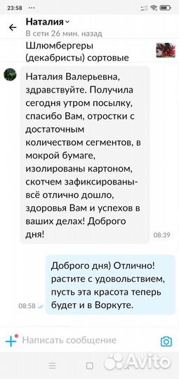 Шлюмбергеры (декабристы) подрощенные