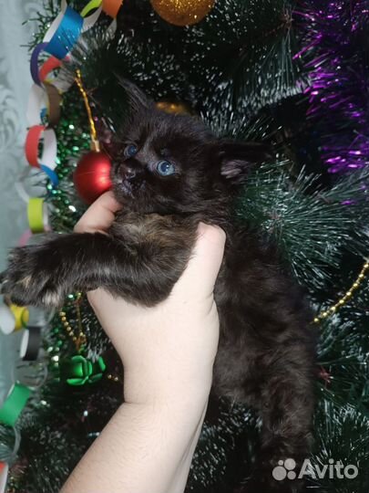 Кошки мейн-кун