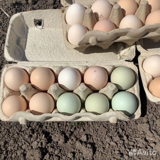 Инкубационное яйцо куриные