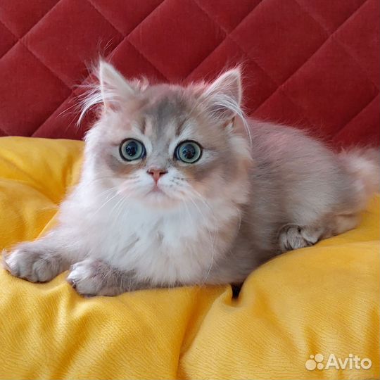 Шотландская прямоухая девочка