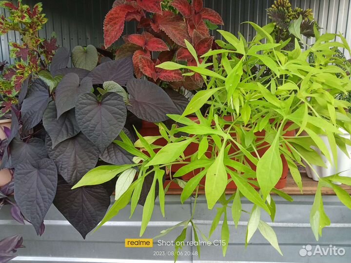 Ипомея батат 6 сортов