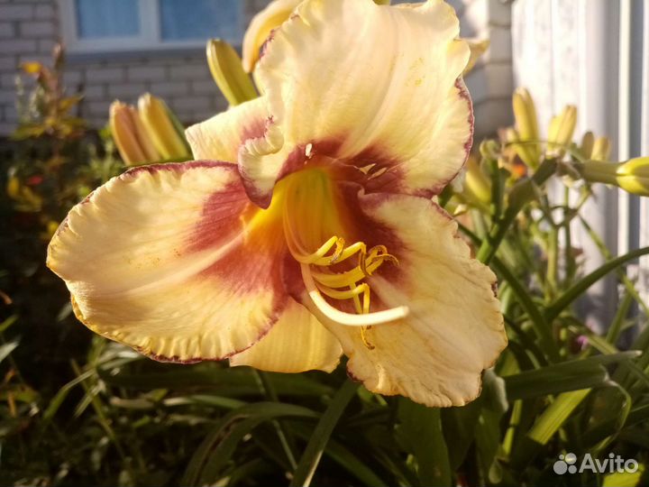 Лилейники сортовые