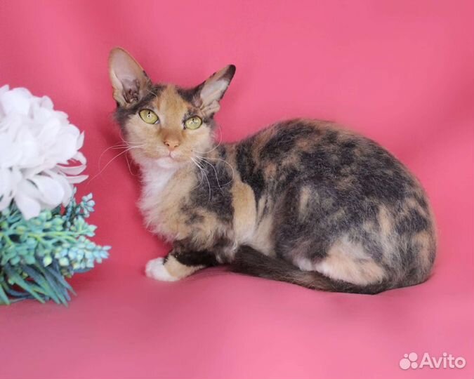 Кошка Маргарет