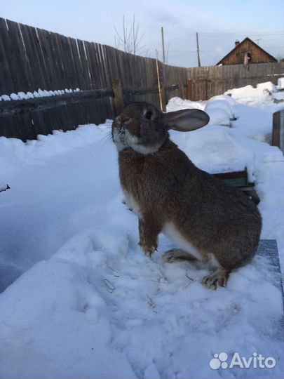 Калифорнийцы чистокровные