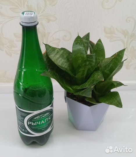 Сансевиерия