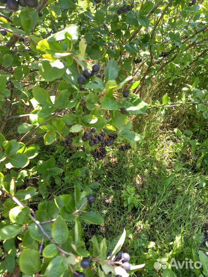 Черноплодная рябина ягоды