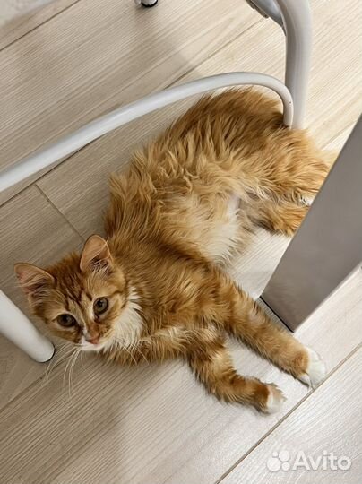 Кошка в дар