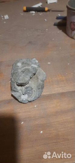 Окаменелости