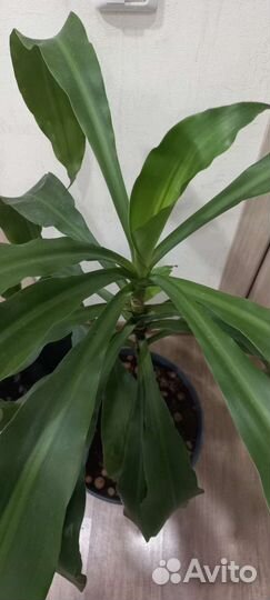 Пальма драцена