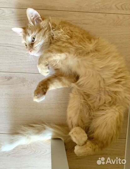 Солнечный котик Рыжик