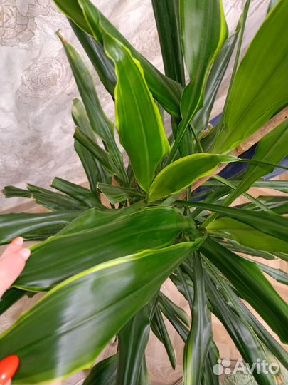 Пальма юкка