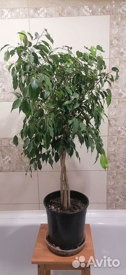 Фикус бенджамина