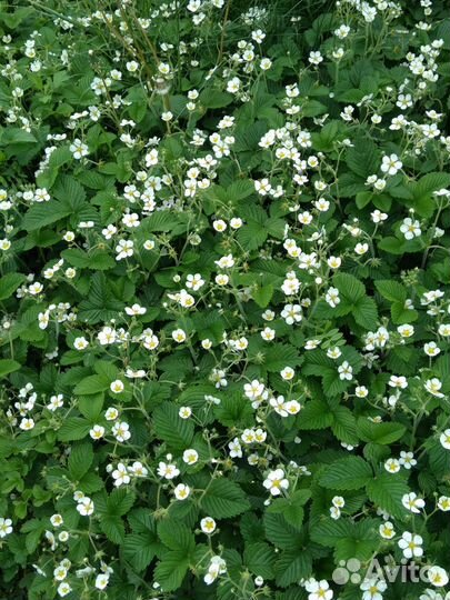 Земклуника, виктория