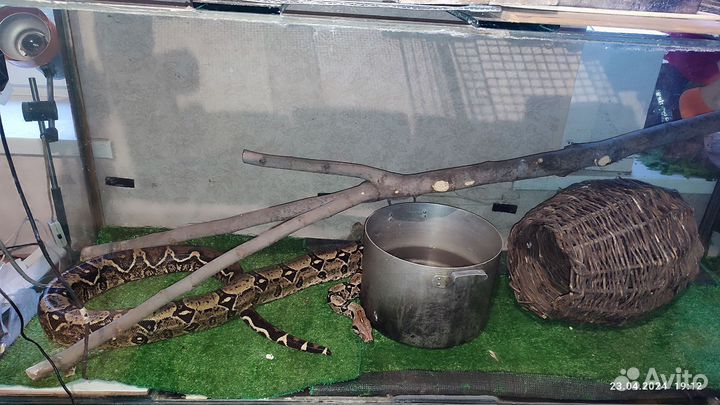 Императорский удав