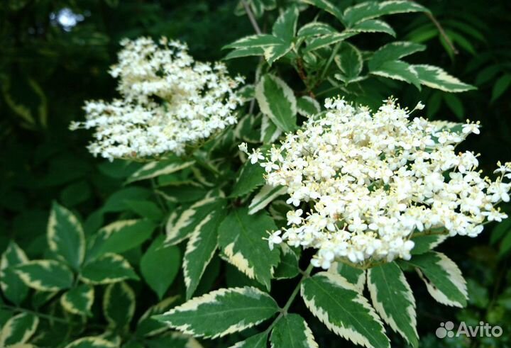 Многолетние цветы для сада