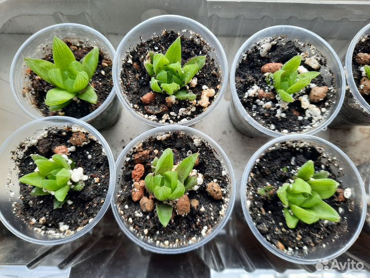 Хавортия Купера