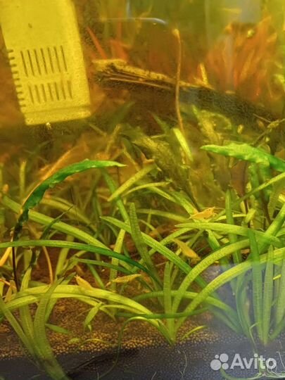 Аквариумные креветки