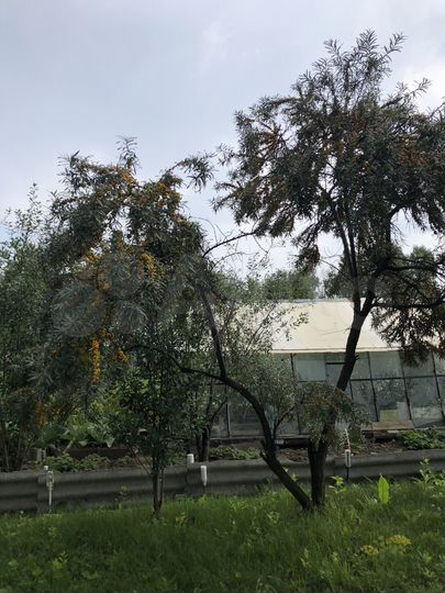 Участок 6,6 сот. (СНТ, ДНП)