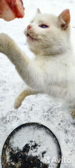 Кошки в добрые руки