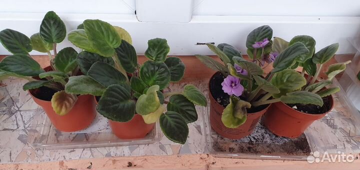 Продам цветы комнатные