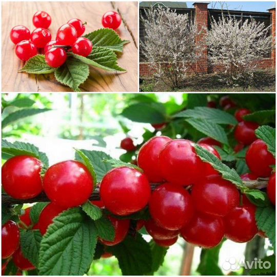 Саженцы войлочной вишни