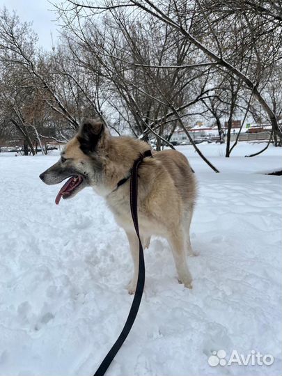 Собака в дом из приюта