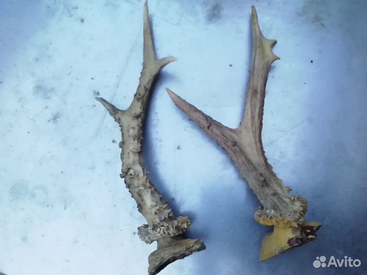 Рога косули