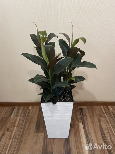 Фикус мелани