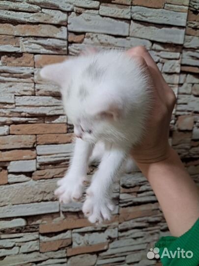 Котик в добрые руки