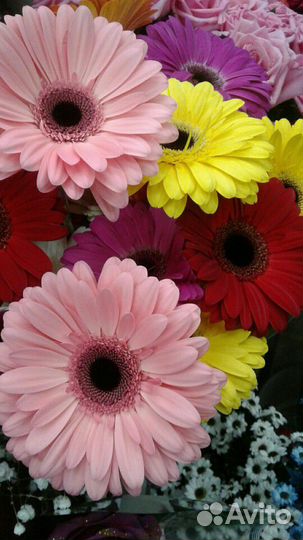 Горшечные цветы букеты