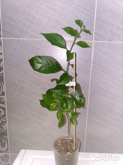 Бугенвиллия, сингониум, фил, калатея, седум