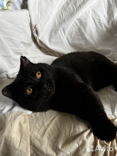 Кот Балу ищет дом