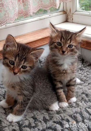 Кошки в добрые руки бесплатно