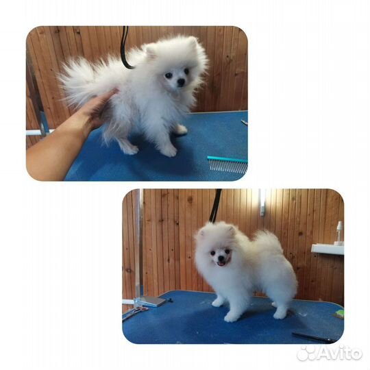 Груминг/стрижка (Шпиц)