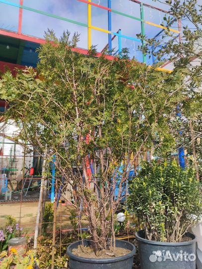 Туя шаровидная