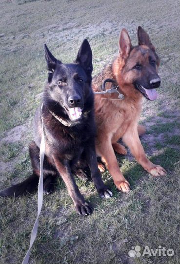 Дрессировка собак с.Покойное