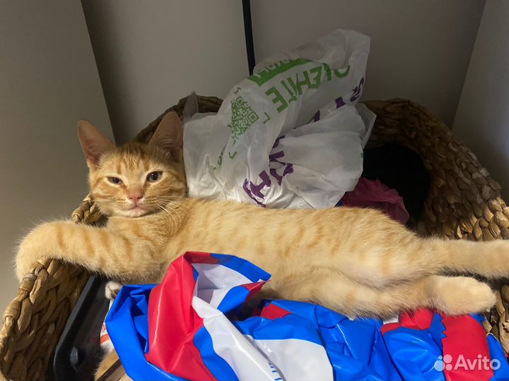 Котята в добрые руки