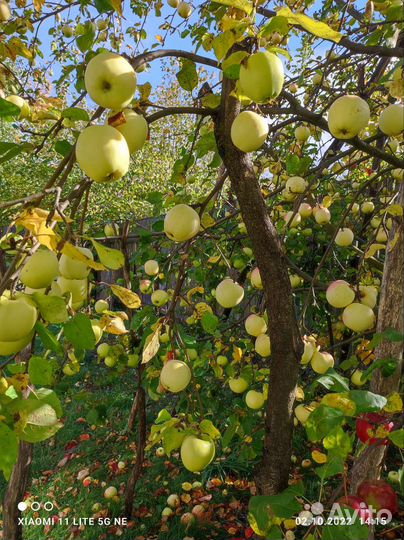 Саженцы яблони, с закрытой корневой системой