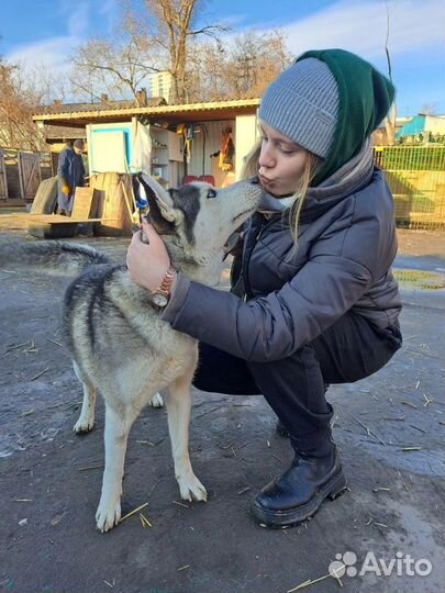 Хаски ищет дом