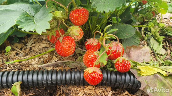 Клубника усы и розетки