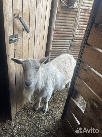 Козы дойные