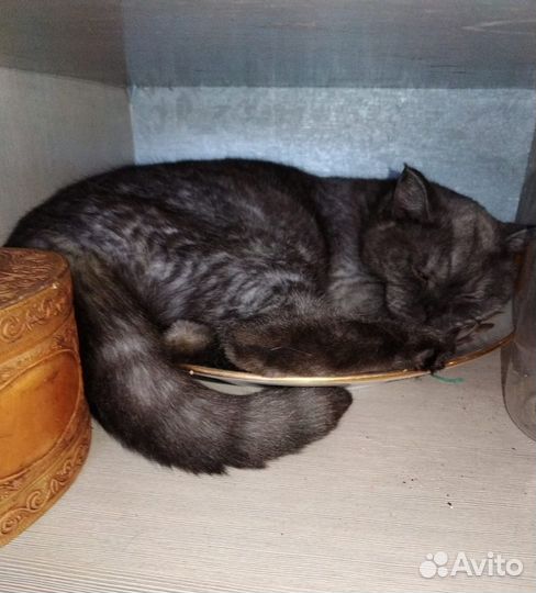 Шикарный кот