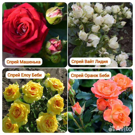 Роза спрей саженцы